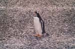 tierra del fuego - pinguins - 